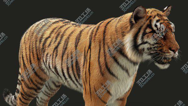 images/goods_img/20210312/3D Bengal Tiger RIG XGEN model/3.jpg